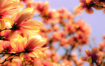 Landscape, Flowers, Background HD wallpaper