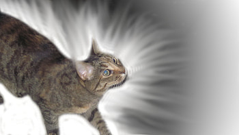 Glow of the Cat, star, kitty, glow, cats, cat, kittens HD wallpaper
