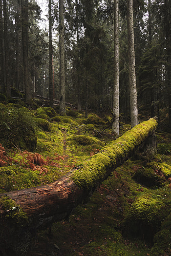 Nature, Trees, Grass, Forest, Moss, Trunks HD phone wallpaper