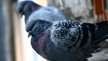 Animals, Feather, Bird, Couple, Pair, Dove HD wallpaper
