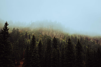 Nature, Trees, Sky, Forest, Fog, Spruce, Fir HD wallpaper