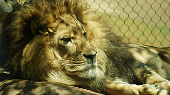 Animals, Muzzle, Lion, Thick, Fat, Mane, King Of Beasts, King Of The Beasts HD wallpaper