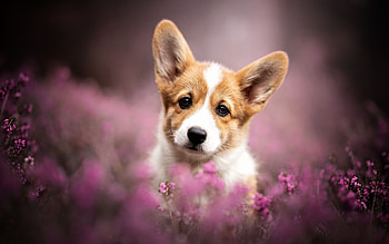 Lavender, Corgis HD wallpaper
