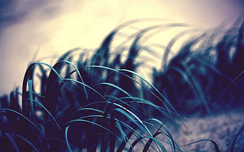 Grass, Leaves, Macro, Shadow, Wind HD wallpaper
