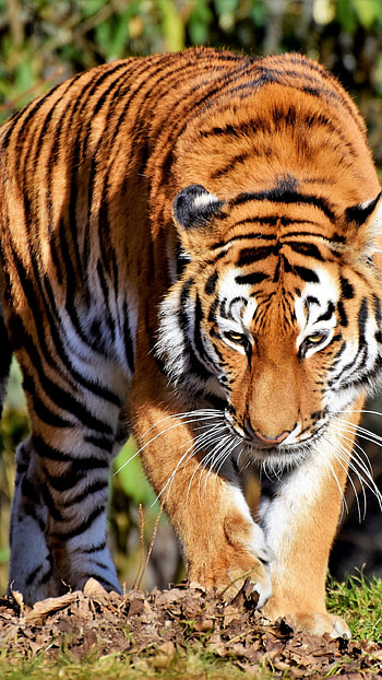 Calm walk, Predator tiger, Samsung Galaxy HD phone wallpaper