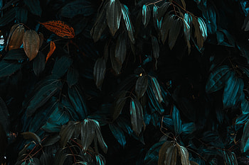 Nature, Leaves, Plant, Dark, Branches HD wallpaper