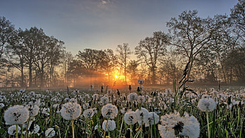 Dandelions in Northern Germany, field, trees, sky, sun, sunset HD wallpaper