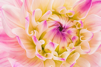 Dahlia, Macro, Flower, Petals HD wallpaper