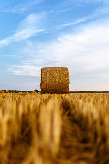 Nature, Wheat, Field, Dry, Hay, Stack, Rick HD phone wallpaper
