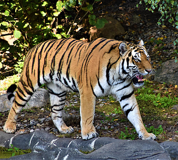 Animals, Predator, Tiger, To Fall, Mouth, Animal HD wallpaper