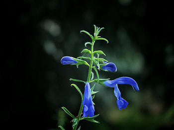 Flowers, Flower, Dark Background, Buds HD wallpaper
