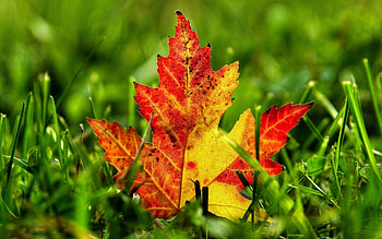 Plants, Autumn, Leaves HD wallpaper