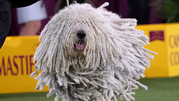 Bergamasco dog, Best in show, Westminster Kennel Club, CGTN HD wallpaper