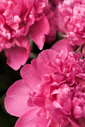 Flowers, Drops, Flower, Macro, Petals, Pion, Peony HD phone wallpaper