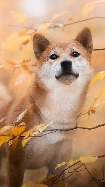 Shiba Inu, Baby animal, Fall season, Cute puppy HD phone wallpaper