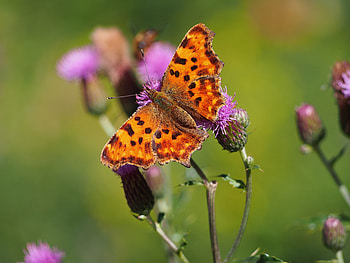 Flowers, Macro, Brown, Insect, Butterfly HD wallpaper
