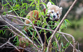 Red Panda, animal, nature, panda HD wallpaper