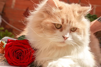 Close-up of a fluffy Persian cat with a vibrant red rose, showcasing elegance. HD wallpaper