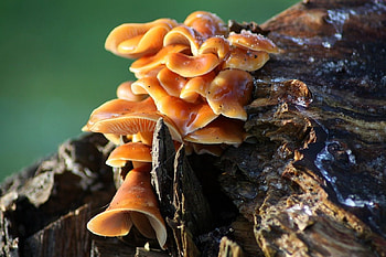There's A Fungus Amungus, bark, wood, tree HD wallpaper