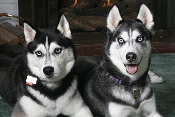 Animals, Dogs, Couple, Pair, Spotted, Spotty, Sight, Opinion, Husky HD wallpaper