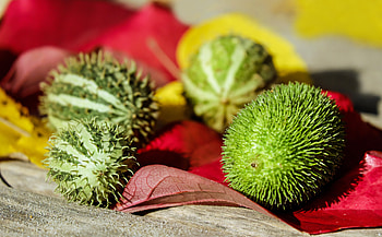 Food, Thorns, Prickles, Vegetable, Decorative Cucumbers HD wallpaper