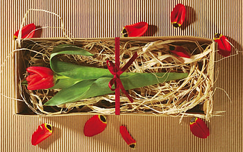 Flowers, Flower, Petals, Box, Bow, Gift, Present, Tulip, Packaging HD wallpaper