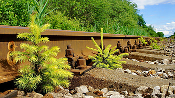 Pine Sapling Growing on the Railway, rail road tracks, pine, sapling, tree HD wallpaper