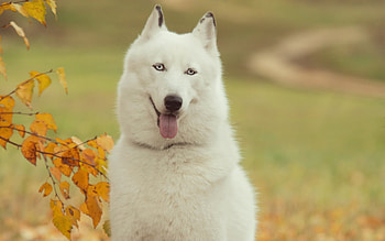 Animals, Dogs HD wallpaper