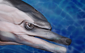 Miscellanea, Miscellaneous, Paint, Imagination, Dolphin, Fingers HD wallpaper