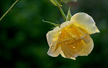 Drops, Macro, Bud, Yellow Rose HD wallpaper