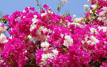 Nice Flowers, blooming, pink, flowers, nice HD wallpaper