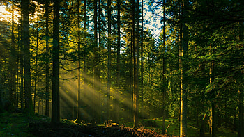 Tree, Nature, Forest Computer HD wallpaper