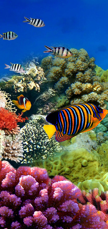 Great Barrier Reef, Diverse fauna, Underwater spectacle, Captivating fish HD phone wallpaper