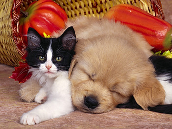 Animals, Cats, Dogs HD wallpaper