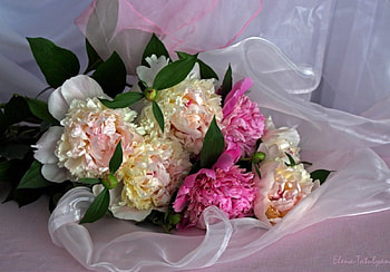 Beautiful bouquet of peonies, colorful, bouquet, graphy, peonies, beautiful, spring, pink, petals, nature, flowers, lovely HD wallpaper