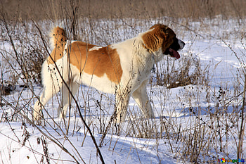 Alabai, Alabai dogs, Dog in winter, Winter HD wallpaper
