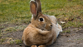 Cute hare , , background, display HD wallpaper