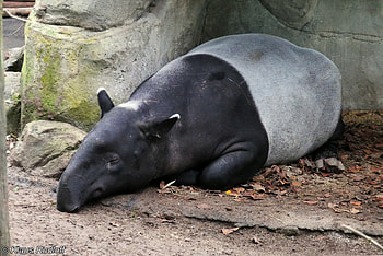 Tapirus indicus, Malayan tapir, Tapir , Animal HD wallpaper