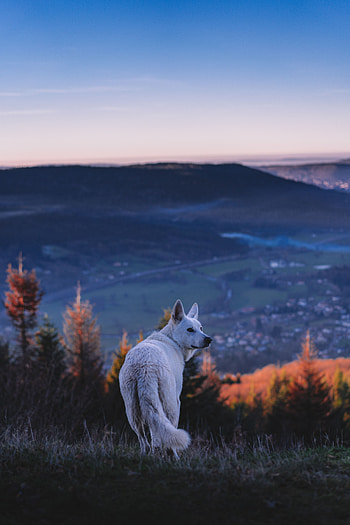 Animals, Nature, Dog, Pet HD phone wallpaper