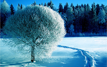 WINTER, forest, snow, tree HD wallpaper