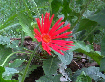 Red daisy, nature, flowers, daisy, red HD wallpaper