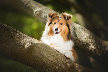 Sheltie, dog, collie, cute, caine HD wallpaper