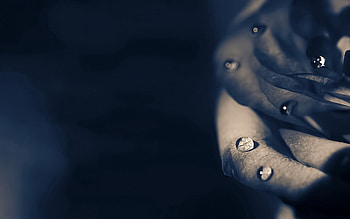 Drops, Macro, Dark, Rose Flower, Rose, Shadow HD wallpaper