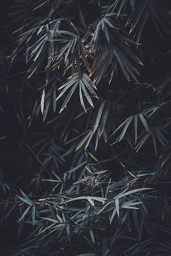 Nature, Leaves, Plant, Blur, Smooth, Branches, Vegetation HD phone wallpaper