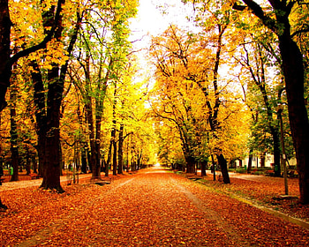 The beauty of autumn, path, trees, autumn, nature, forest HD wallpaper