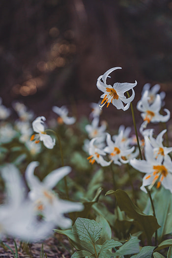 Flowers, Petals, Bloom, Flowering HD phone wallpaper