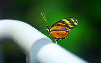 Macro, Surface, Shadow, Butterfly, Trumpet, Pipe HD wallpaper