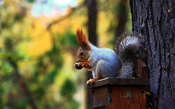 Animals, Squirrel, Wood, Forest, Tree, Ears, Tail, Trough, Feeder HD wallpaper