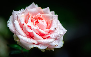 Rose, black, ghraphy, flower HD wallpaper