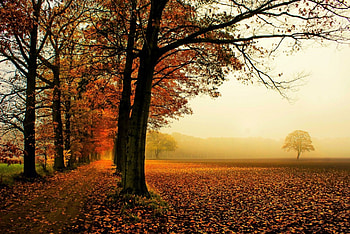 *** Autumn ***, trees, autumn, nature, fall HD wallpaper